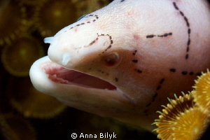 Clouded Moray by Anna Bilyk 